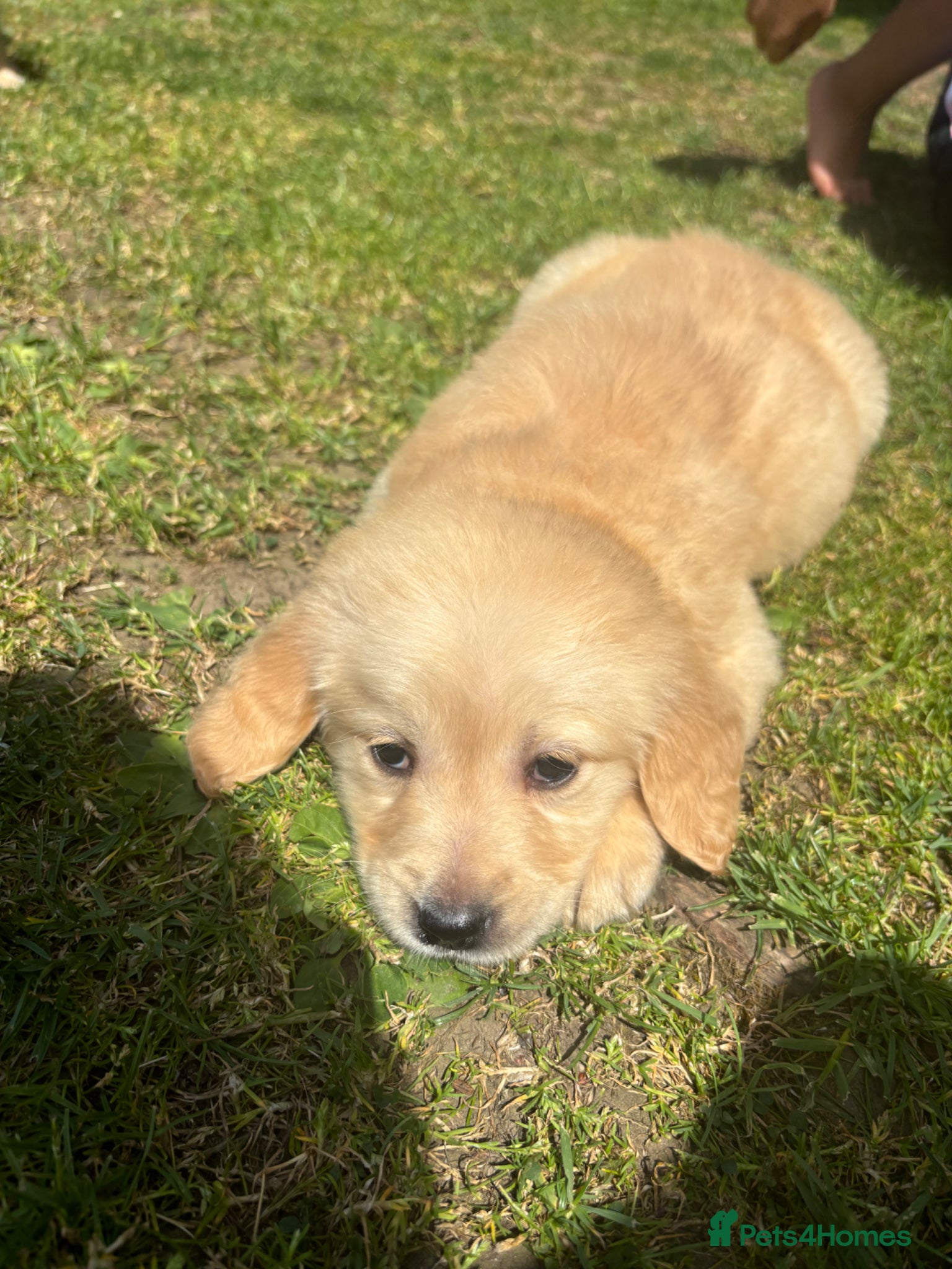 Golden Retriever dogs for sale: Golden retriever puppy’s  - Advert 16