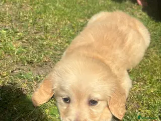 Golden Retriever dogs Golden retriever puppy’s 1boy reserved - Advert 4