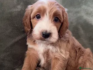 Cockapoo dogs 🐾Stunnimg Cockapoo Puppies 🐾 - Advert 8