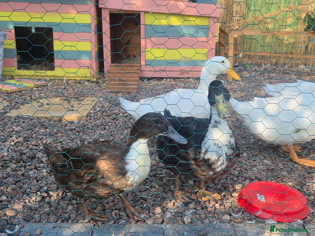 Ducks poultry for sale: 5 female one drake in Willenhall - Advert 4