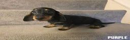 Miniature Dachshund dogs for sale: 3 Beautiful Girl Mini Dachshund - FULL Vaccinated in Manchester - Advert 10