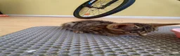 Mixed Breed cats for sale: 4 kittens to good hands  - Advert 9