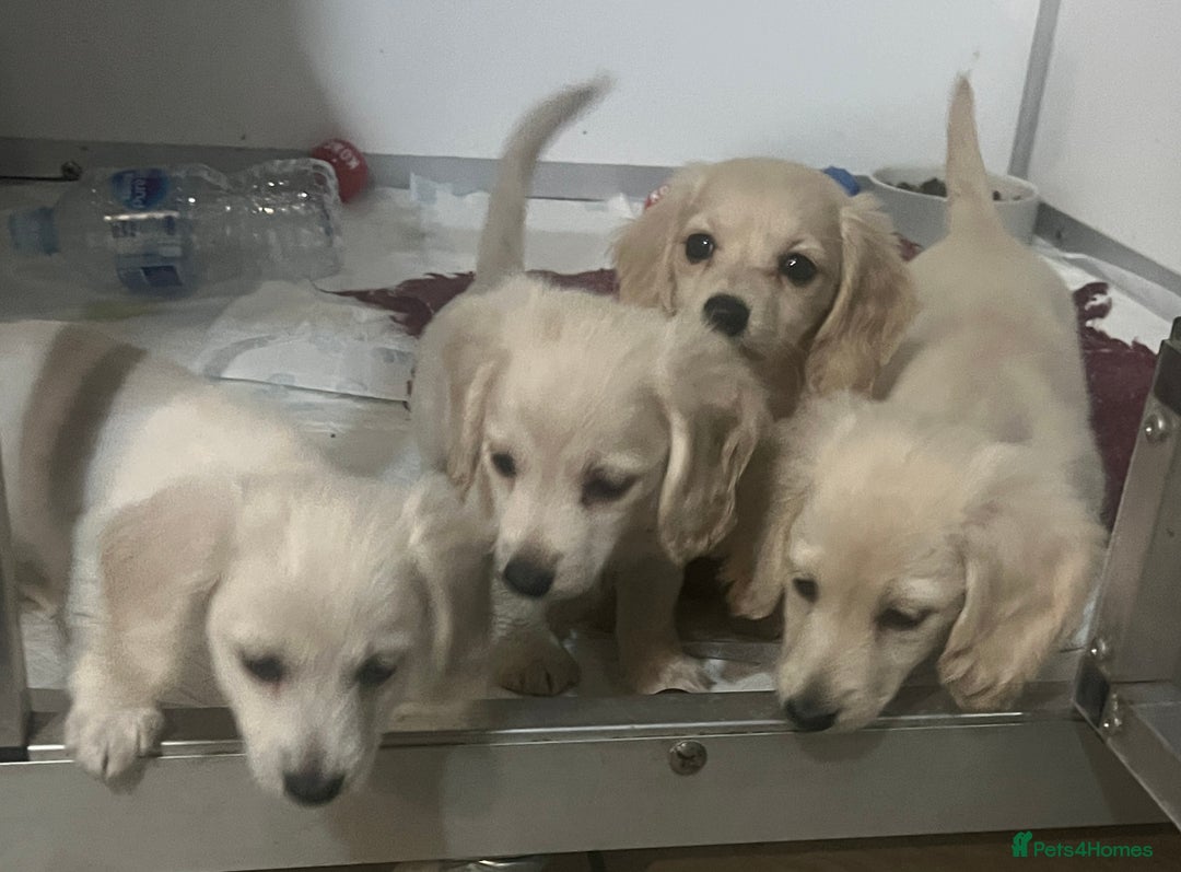 Miniature Dachshund dogs for sale: Very pale cream puppies available - Advert 5