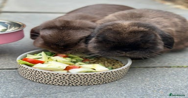 Mini Lop rabbits in Leicester - Advert 7