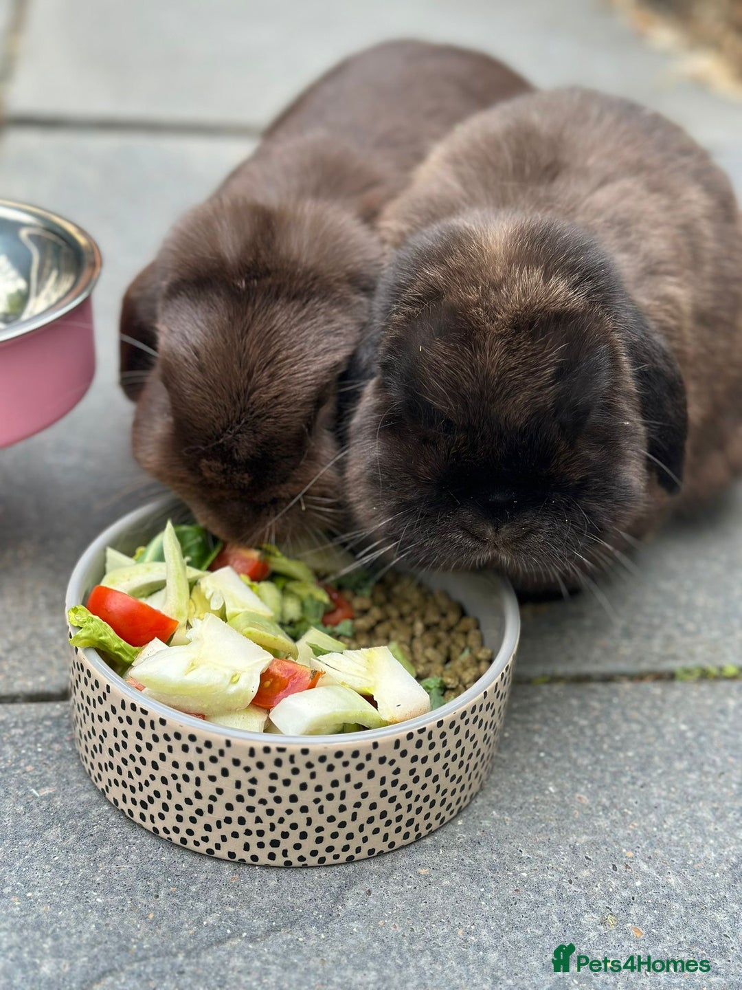 Mini Lop rabbits for sale: PLEASE READ 🐰 male and female (both neutered) in Leicester - Image 3