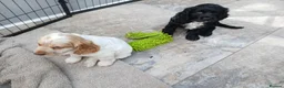 Sprocker dogs for sale: Show f1 Sprocker spaniel puppies - Advert 15