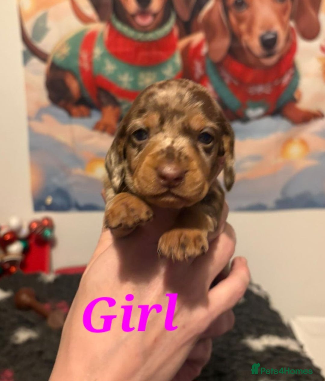 Dachshund dogs for sale: Beautiful kc Standard Dachshund Puppies  - Advert 2