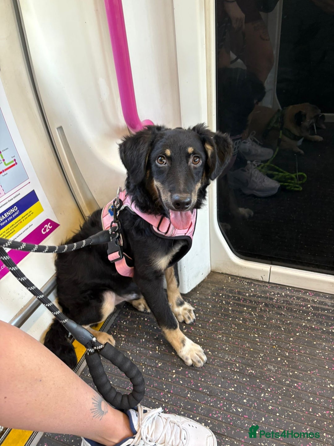 Mixed Breed dogs for adoption: Zolly  - Image 4