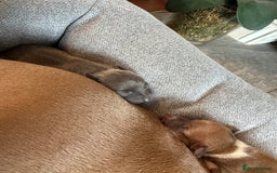 Italian Greyhound dogs for sale: Italian greyhound 4 gorgeous boys 💙 - Image 4