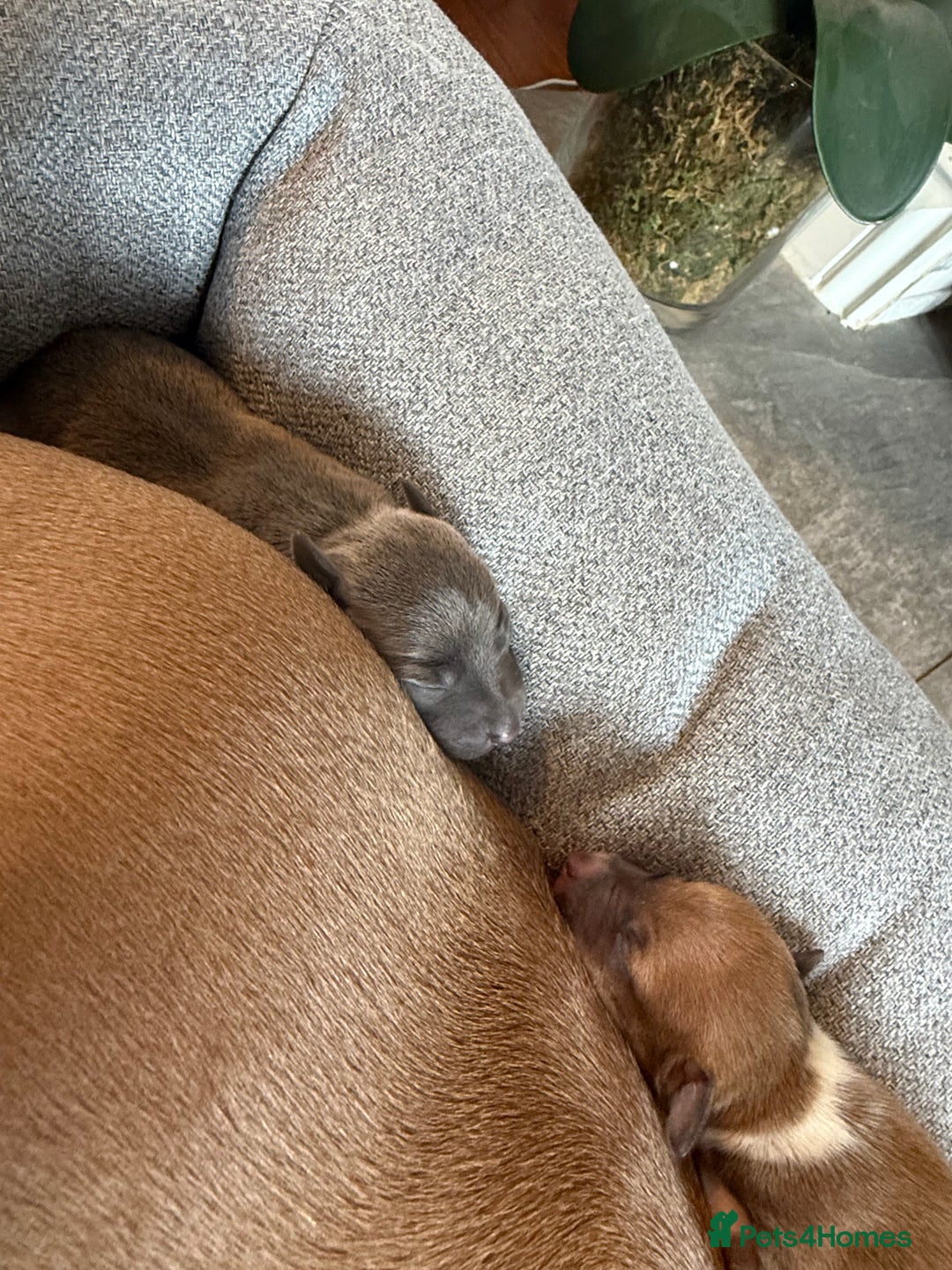 Italian Greyhound dogs for sale: Italian greyhound 4 gorgeous boys 💙 - Image 4
