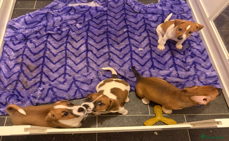 Jack Russell dogs - Advert 13