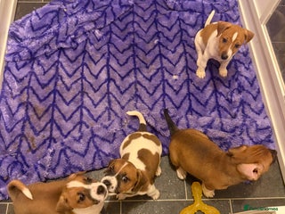 Jack Russell dogs - Advert 5