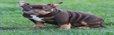 American Bully Puppy 6