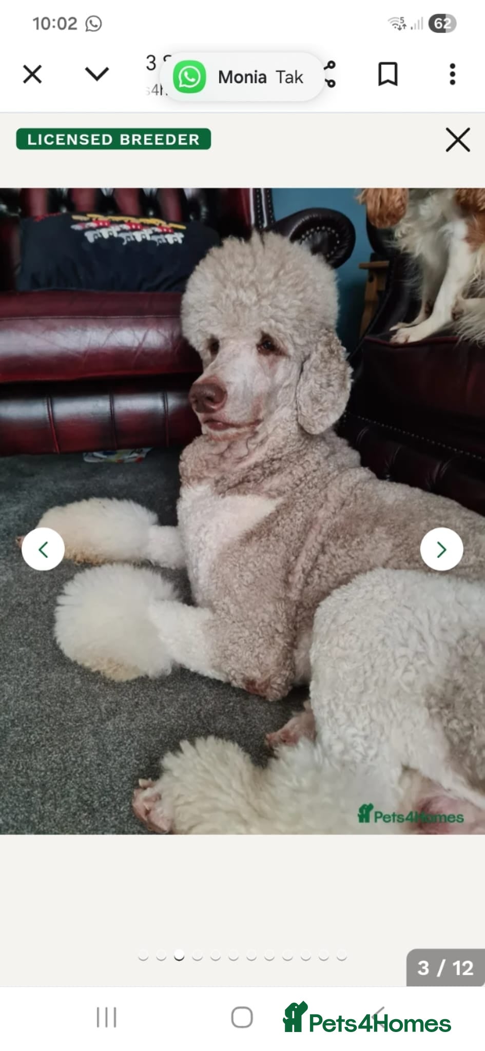 Goldendoodle dogs F1B Rare black standard Goldendoodle North Wales  - Advert 2
