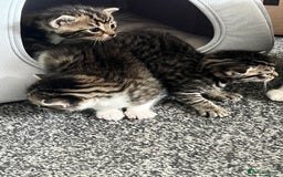 Mixed Breed cats for sale: Kittens - Image 12