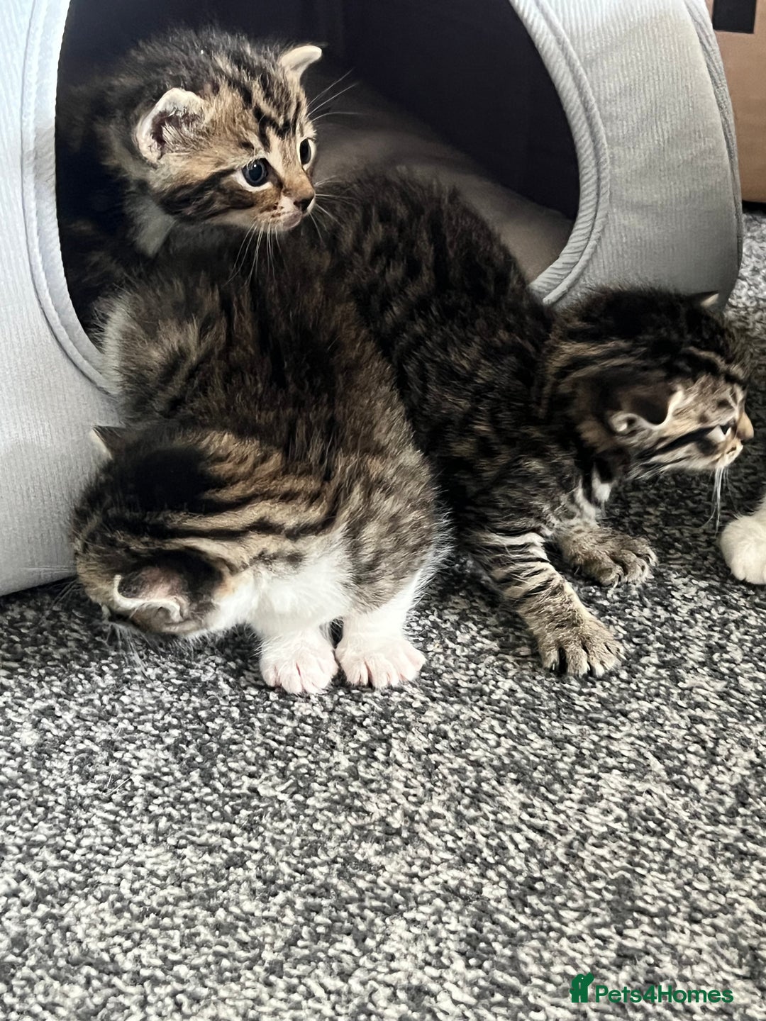 Mixed Breed cats for sale: Kittens - Image 12