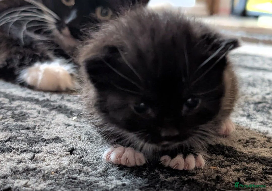 Mixed Breed cats for sale: Kittens Ragdoll X - Advert 3