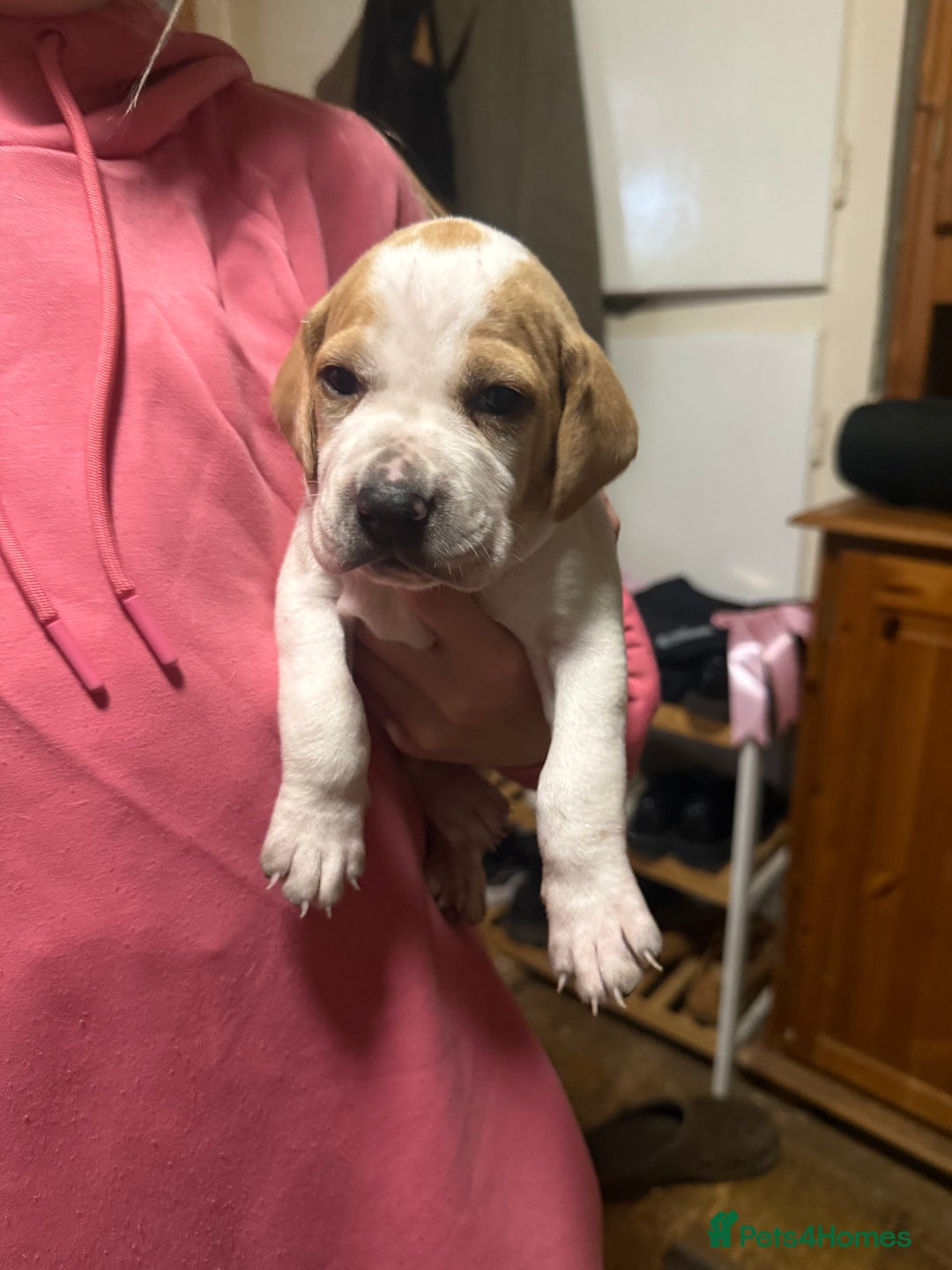 Pointer dogs for sale: Gorgeous English Pointers - Advert 4