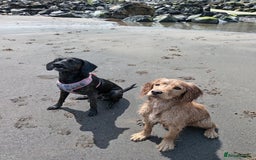 Mixed Breed dogs for sale: Narla - Image 3
