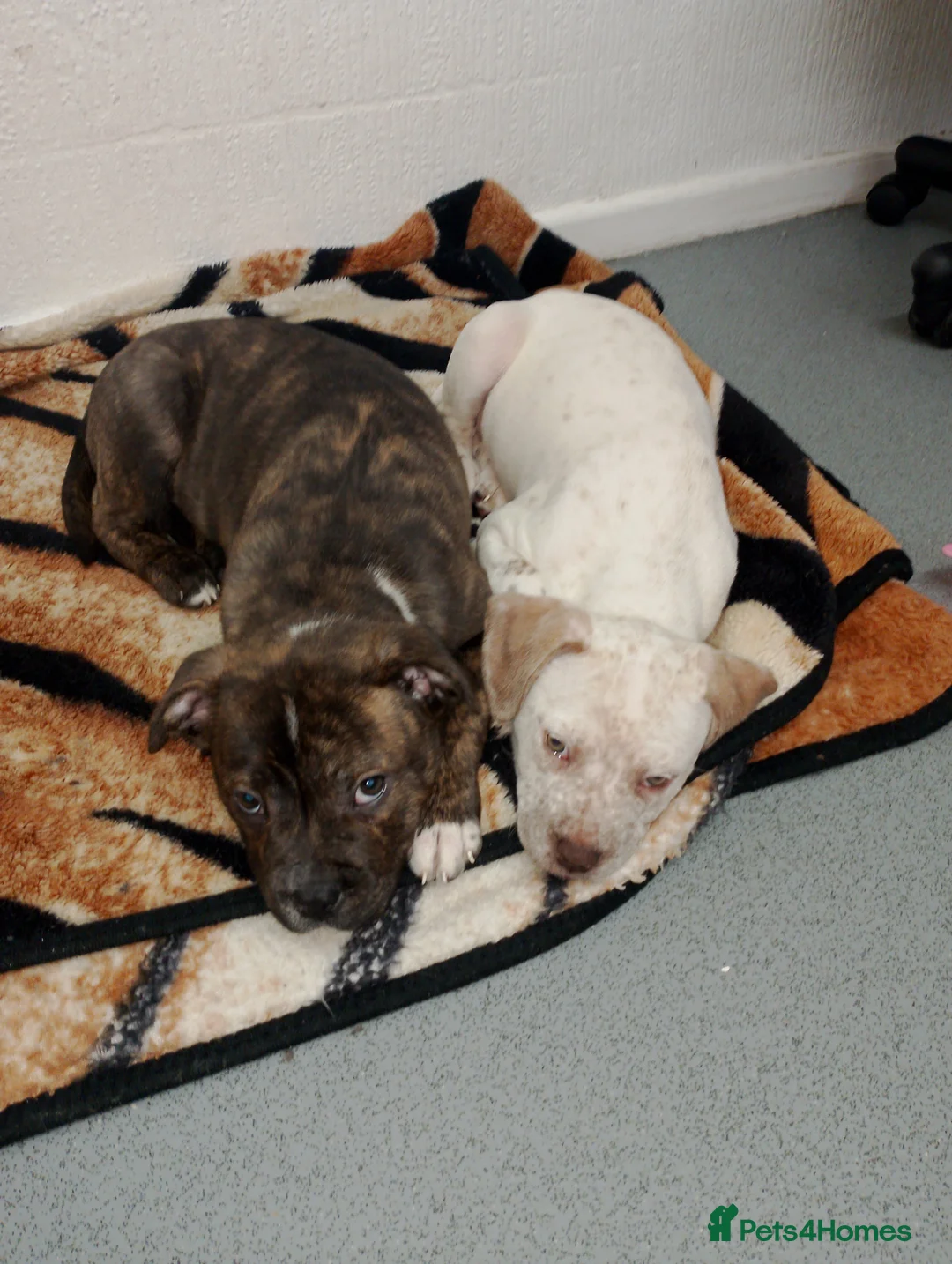 Mixed Breed dogs for sale: Dogs for sale in Bradford - Advert 1