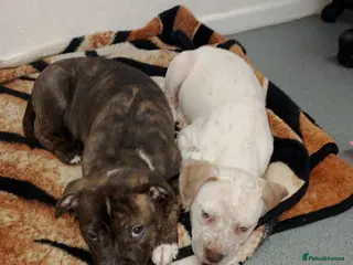 Mixed Breed dogs Dogs for sale in Bradford - Advert 5