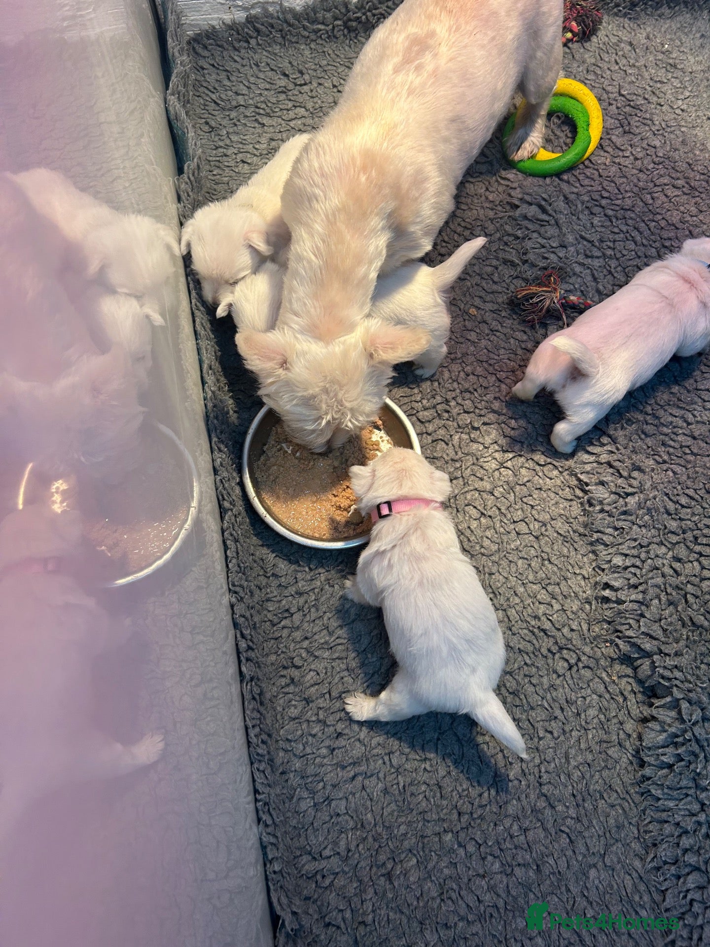 West Highland Terrier dogs KC Westie  - Advert 5