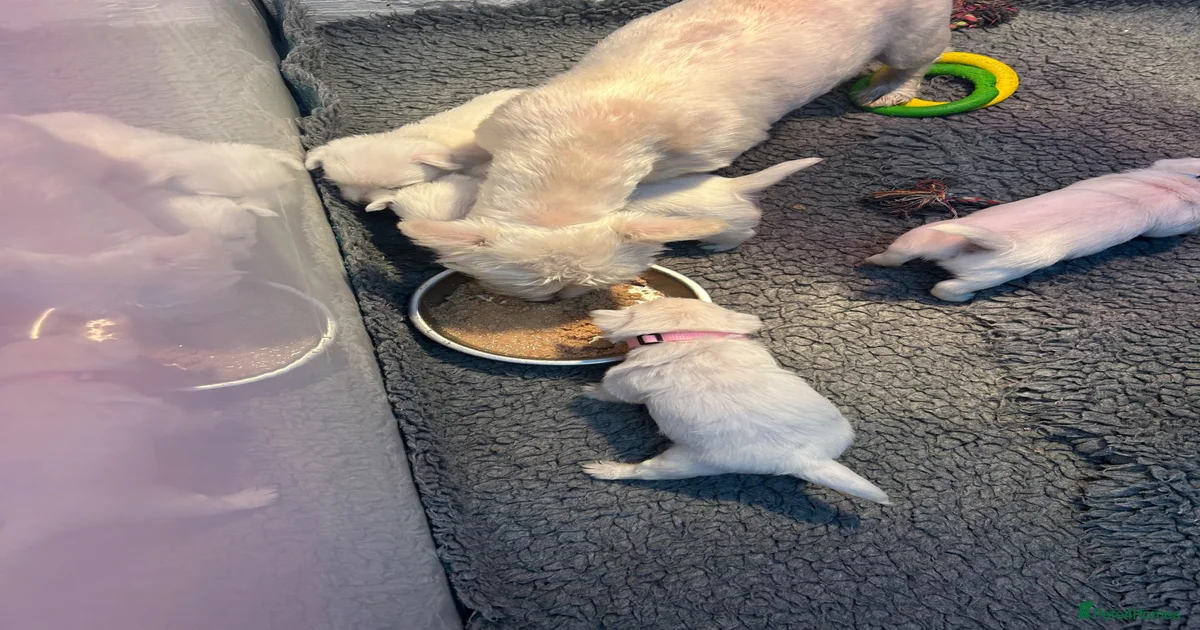 Westie Puppies for sale | Pets4Homes