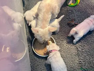 West Highland Terrier dogs KC Westie - Advert 1
