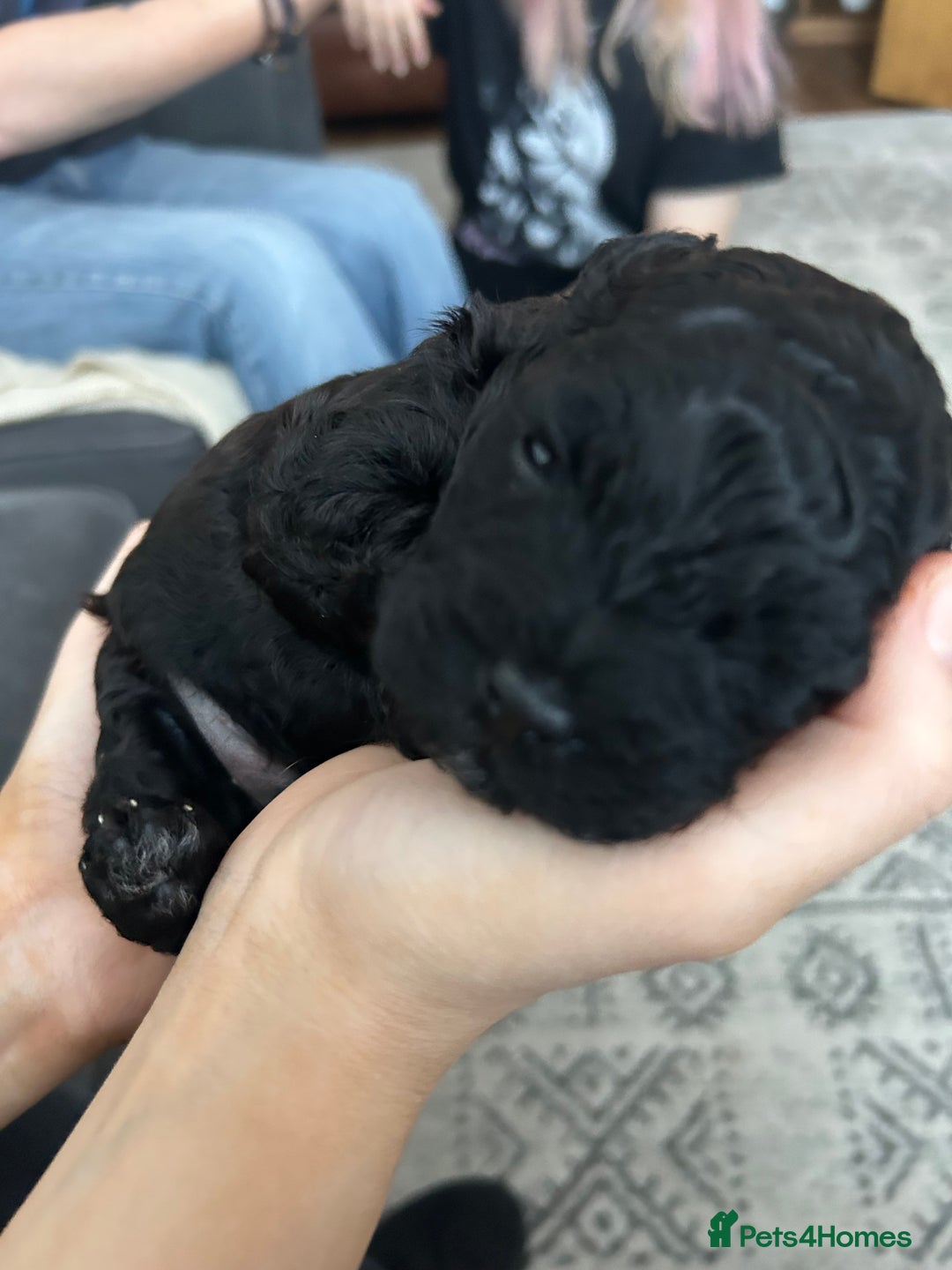 Mixed Breed dogs for sale: Shichonpoo (Teddy bear) puppies  - Image 4