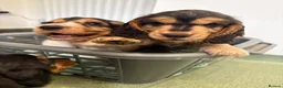 Cocker Spaniel dogs for sale: ✨ONE GIRL health tested KC show type babies✨ - Advert 8