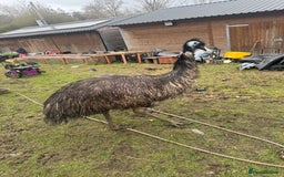 Emus poultry for sale: Sparkles the emu and baby rhea for sale - Image 4