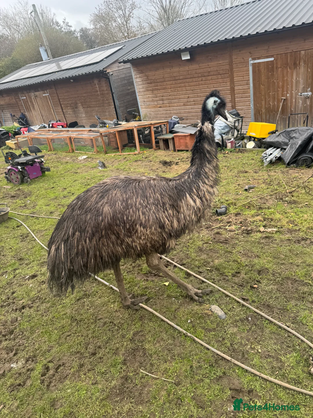 Emus poultry for sale: Sparkles the emu  for sale - Advert 4