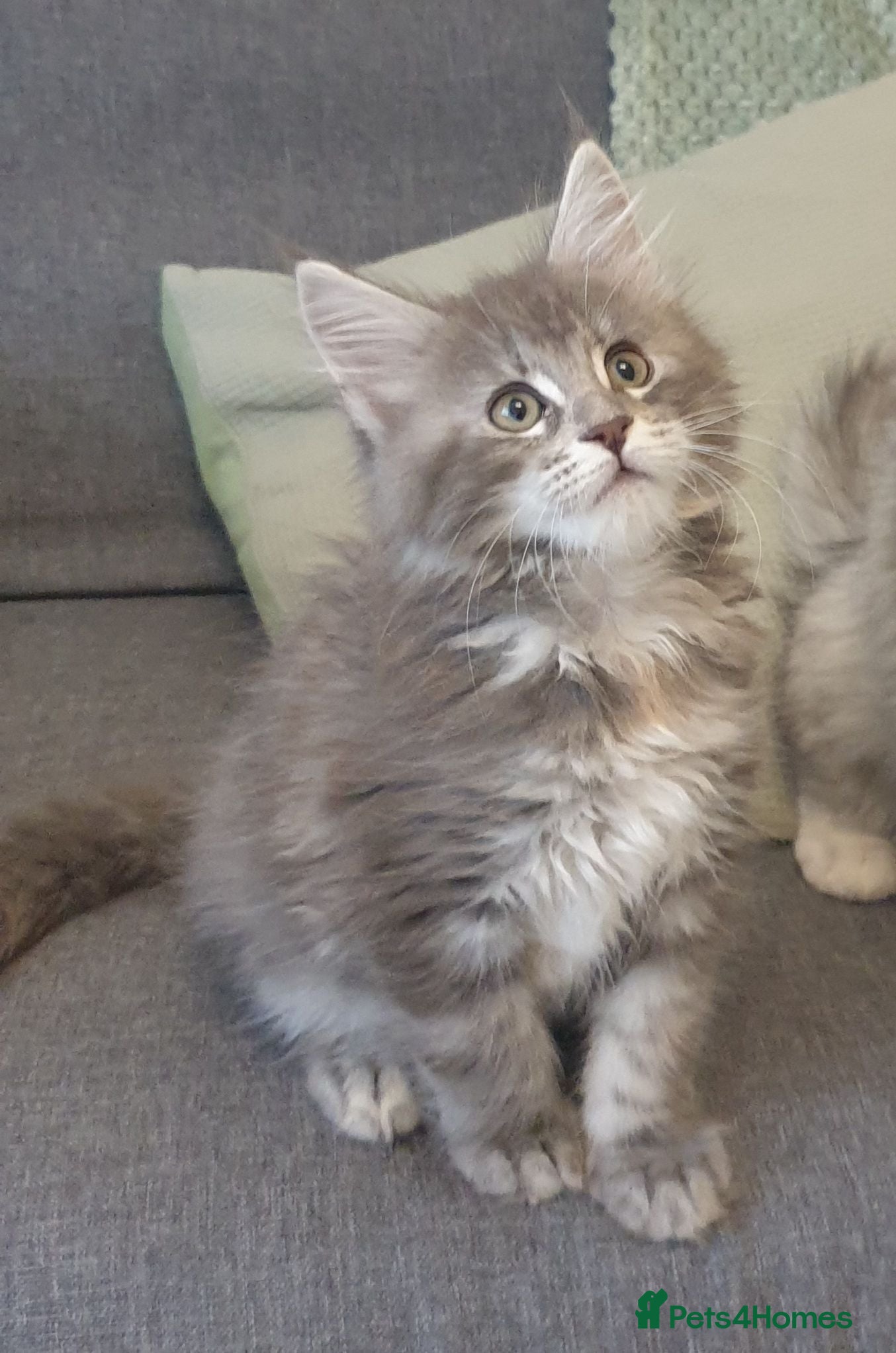 Maine Coon cats Tica registered Maine Coons 3 girls remaining - Advert 3