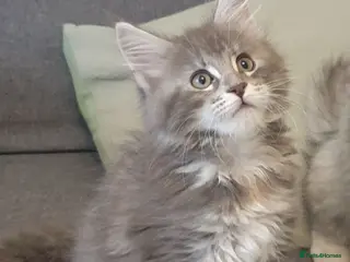 Maine Coon cats Tica registered Maine Coons 3 girls remaining - Advert 3