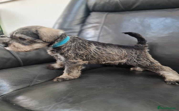 Miniature Schnauzer dogs - Advert 1