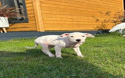 American Bulldog dogs for adoption: 5 GORGEOUS AM BULL X PUPS 12WKS OLD - Image 4