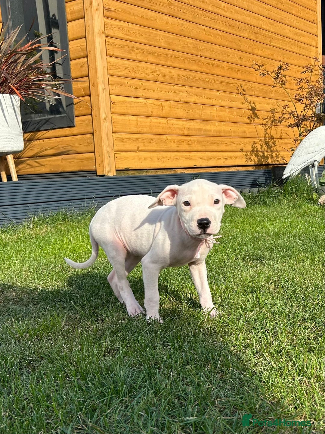 American Bulldog dogs for adoption: 5 GORGEOUS AM BULL X PUPS 12WKS OLD - Image 4