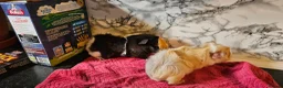 Guinea Pig rodents for sale: 2 pairs of brothers  - Advert 9