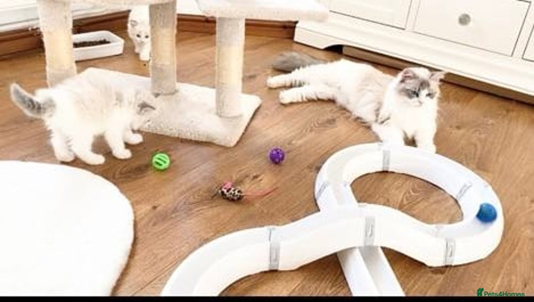 Ragdoll cats for sale: INDOOR TWO MALE GCCF REGISTERED RAGDOLL KITTENS - Image 40