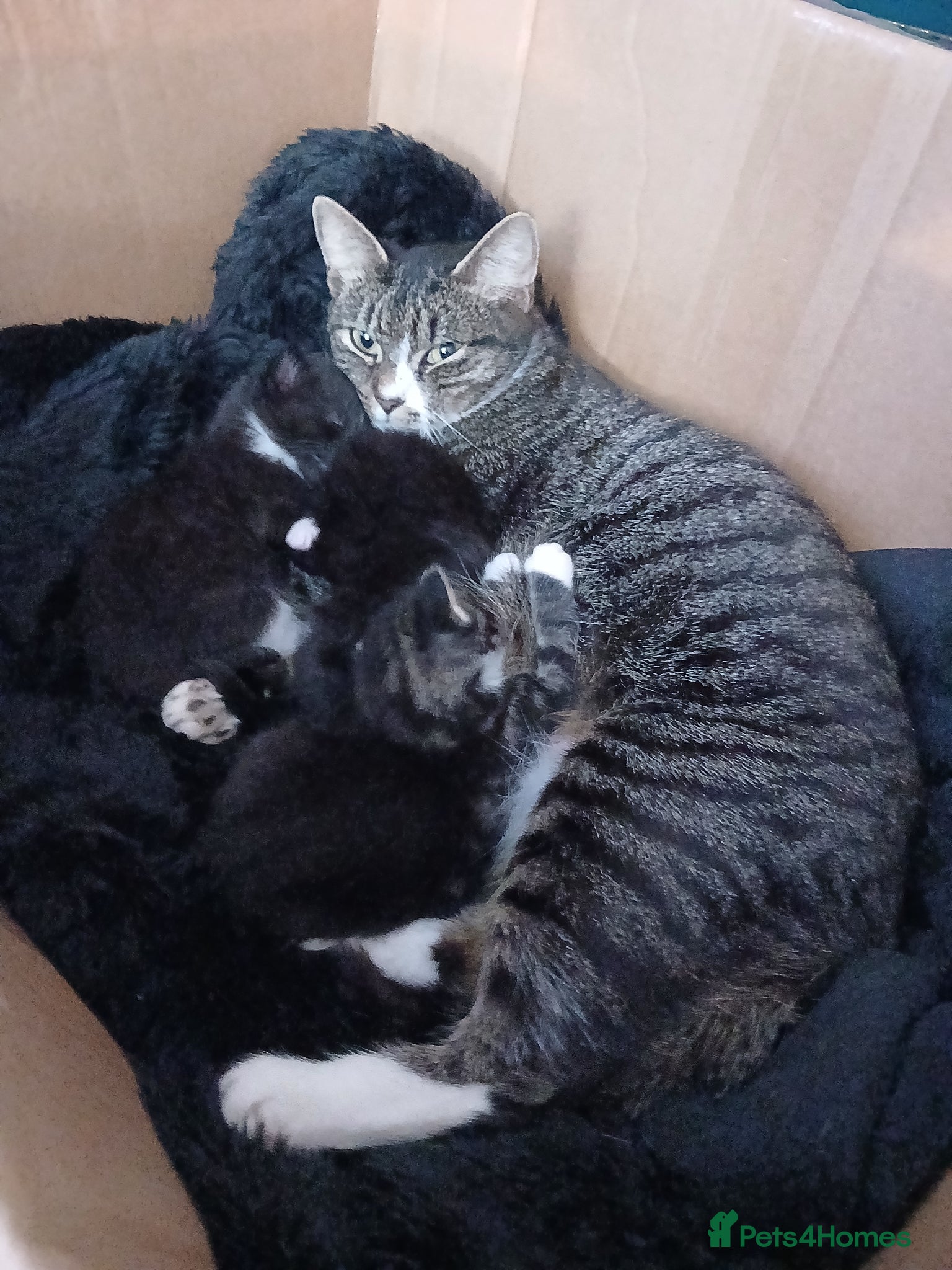 Mixed Breed cats 5 Adorable kittens - Advert 1