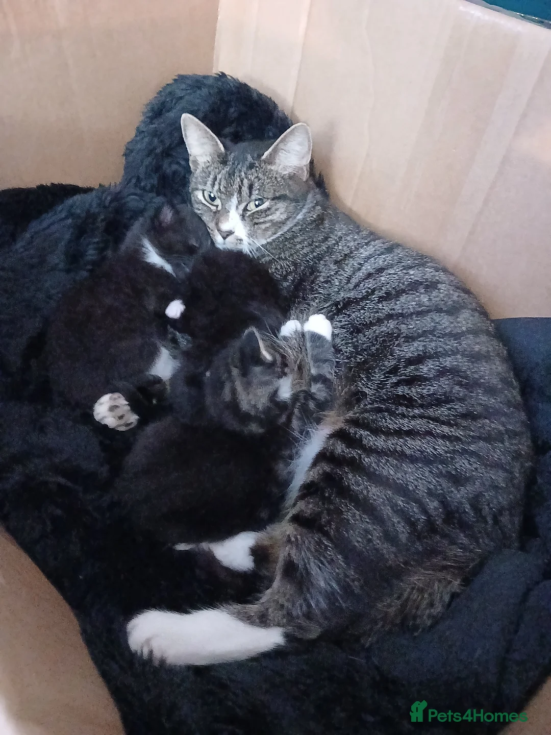 Mixed Breed cats for sale: 5 Adorable kittens in Huntingdon - Advert 1