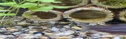 Mollies fish for sale: Baby Mollies in Newent - Advert 2