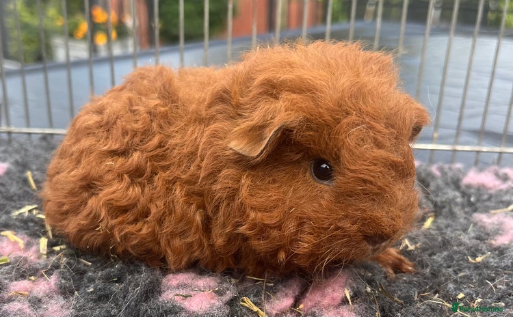 Guinea Pig rodents - Advert 3