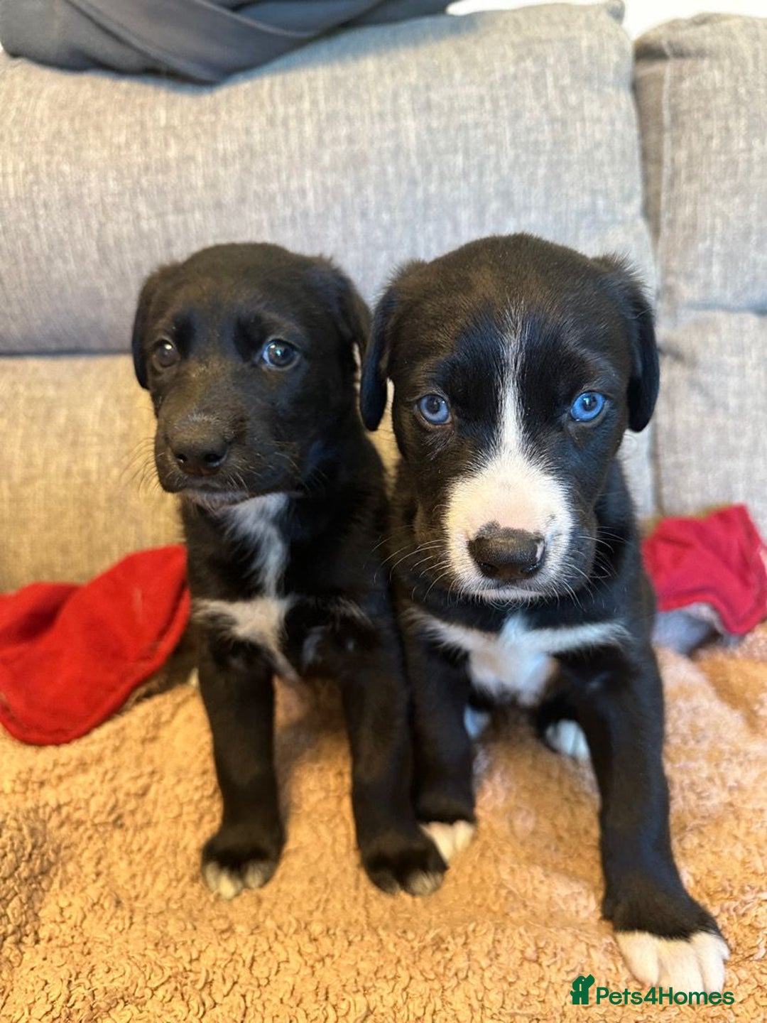 Mixed Breed dogs for sale: Labrador Cross Husky Girls  - Image 1