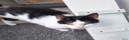 Mixed Breed cats for adoption: KAYE. - Advert 5