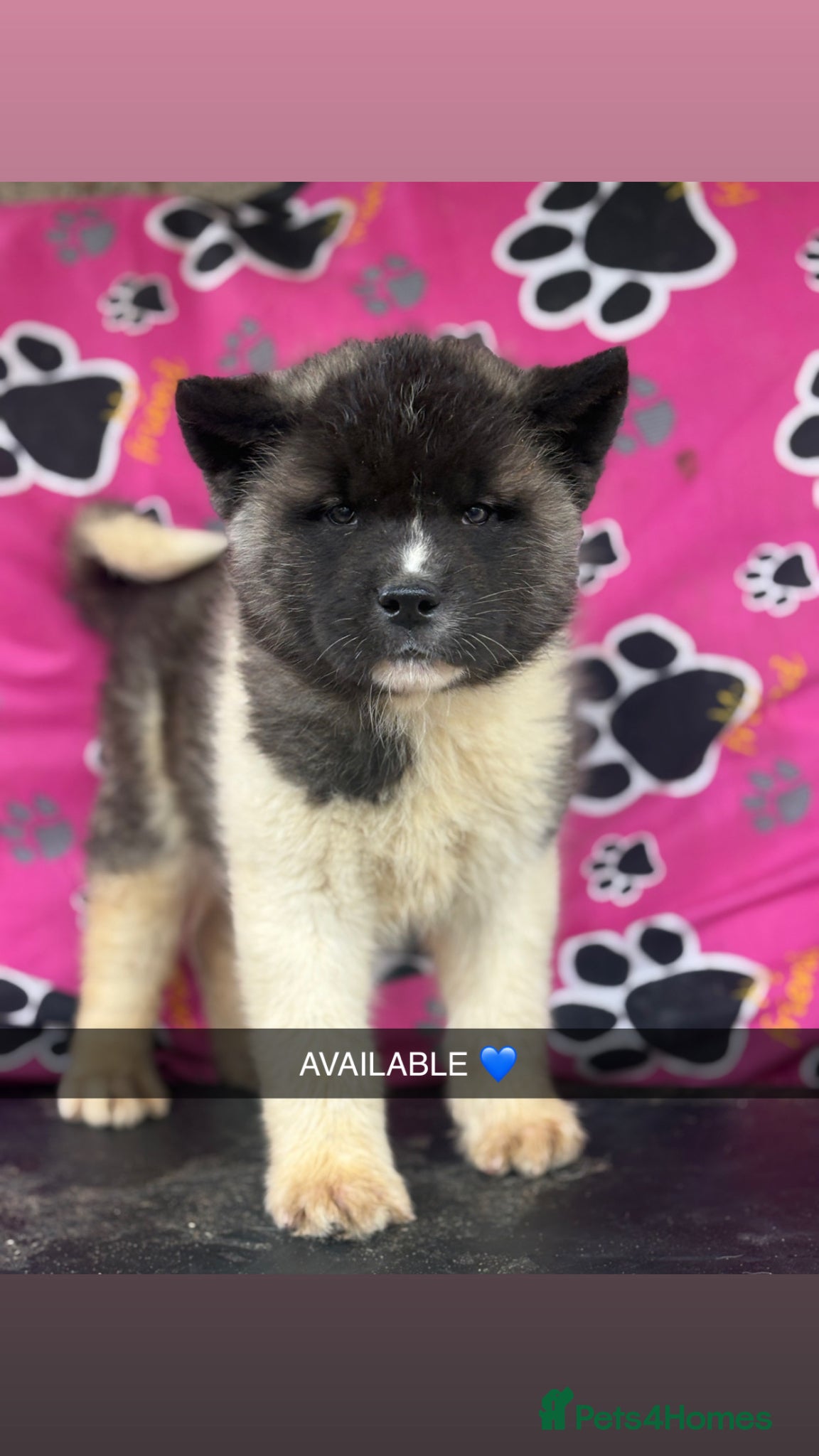 Akita dogs Quality KC registered American Akita Puppies - Advert 1