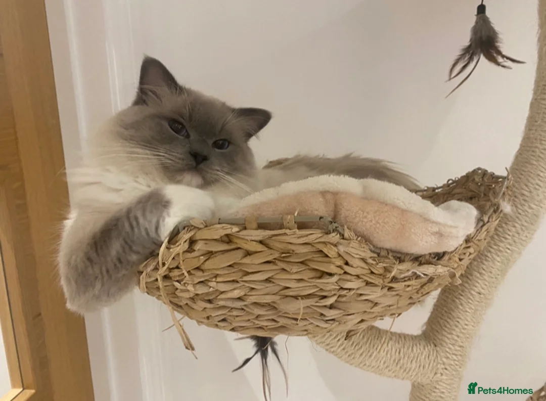 Ragdoll cats for stud: G.Champion✅GCCF/TICA Reg✅FIV/FELV/DNA✅Ragdoll stud in London - Advert 17