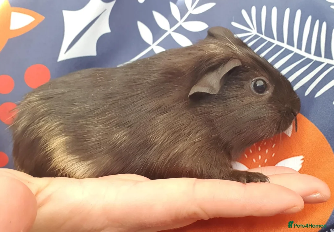 Guinea Pig rodents for sale: Guinea pigs  - Advert 2