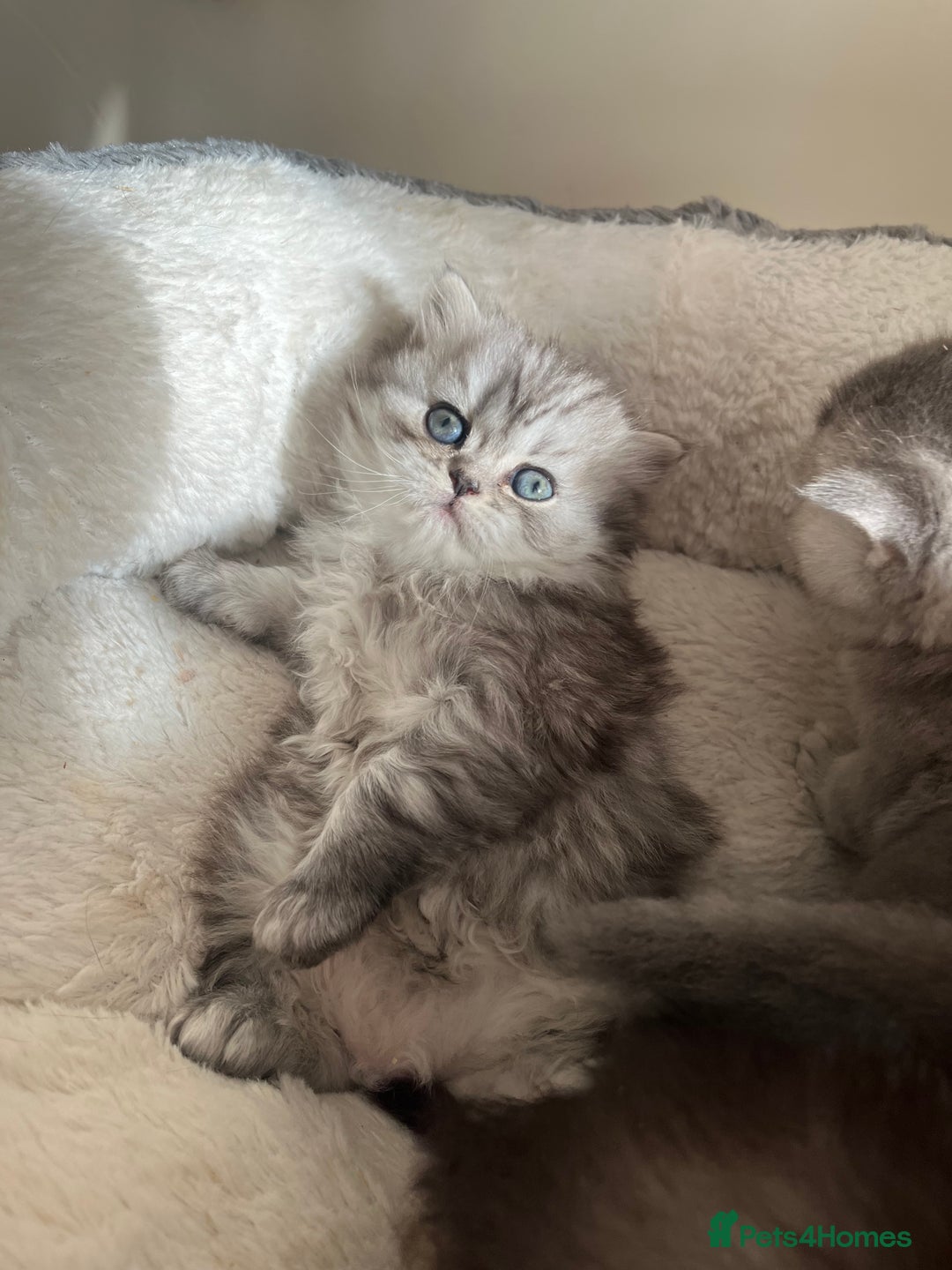 Scottish Fold cats for sale: Adorable Scottish Fold Kittens  - Advert 22