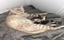Bengal cats for sale: Bengal Calico kittens  - Image 10